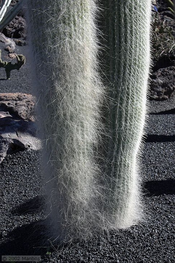 Lanzarote
Jardín de Cactus
Canarias