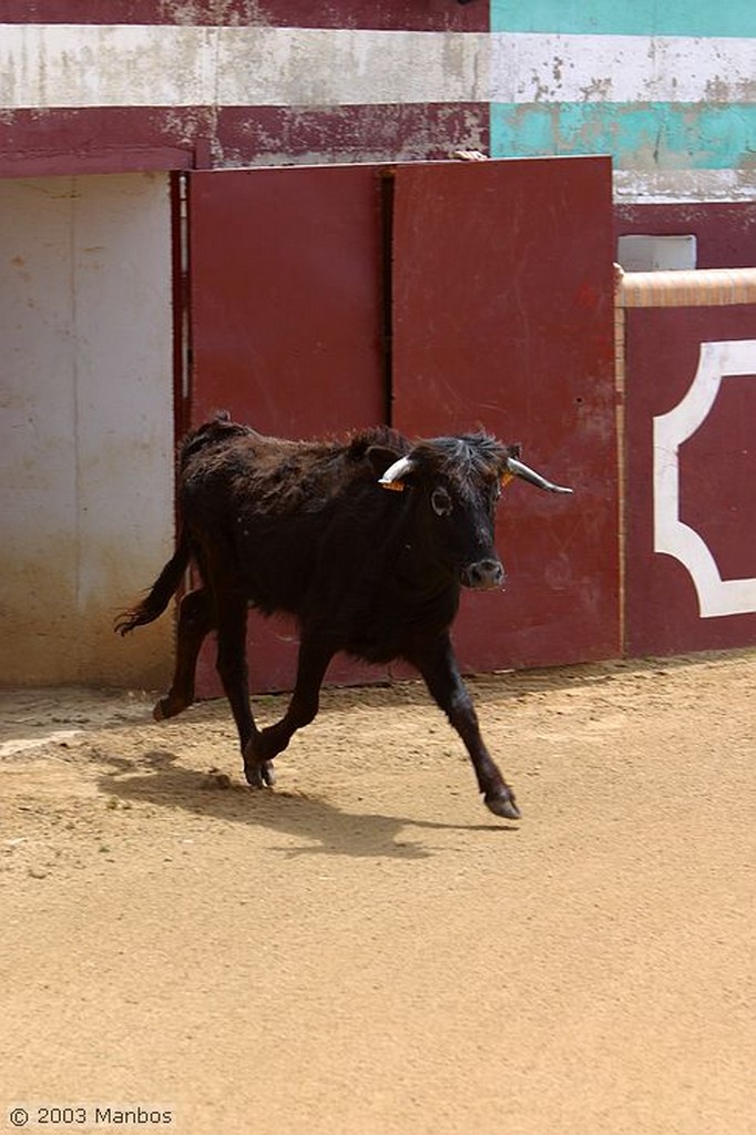 Finca El Vadillo
La cogida
Jaén