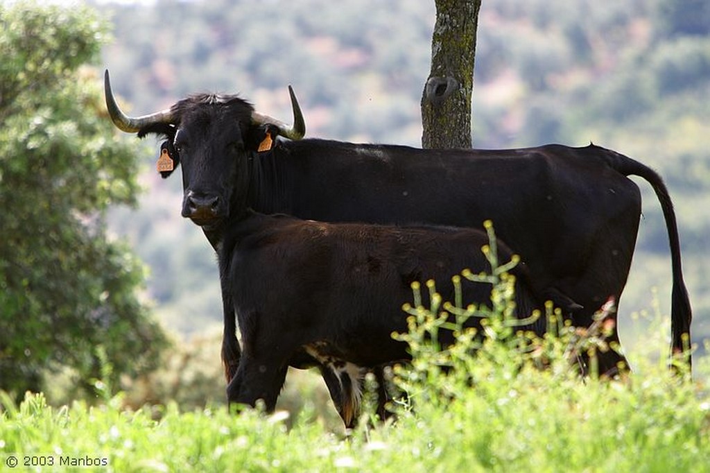 Finca El Vadillo
Jaén