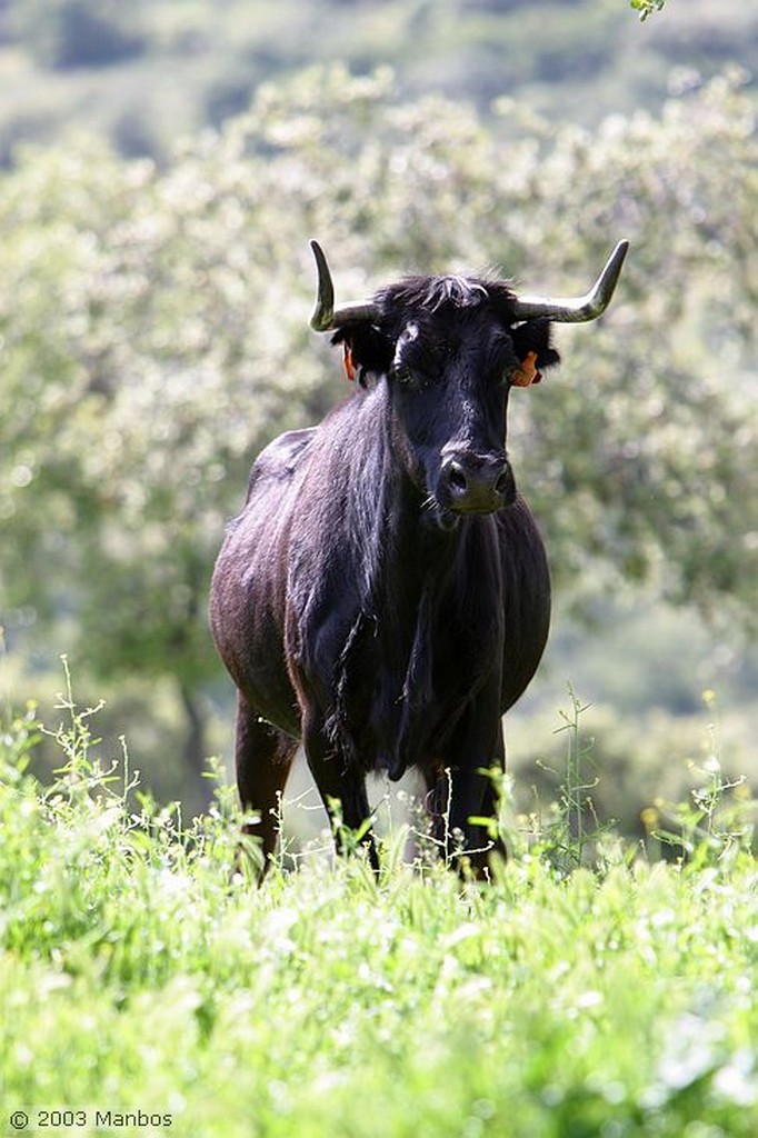 Finca El Vadillo
Jaén