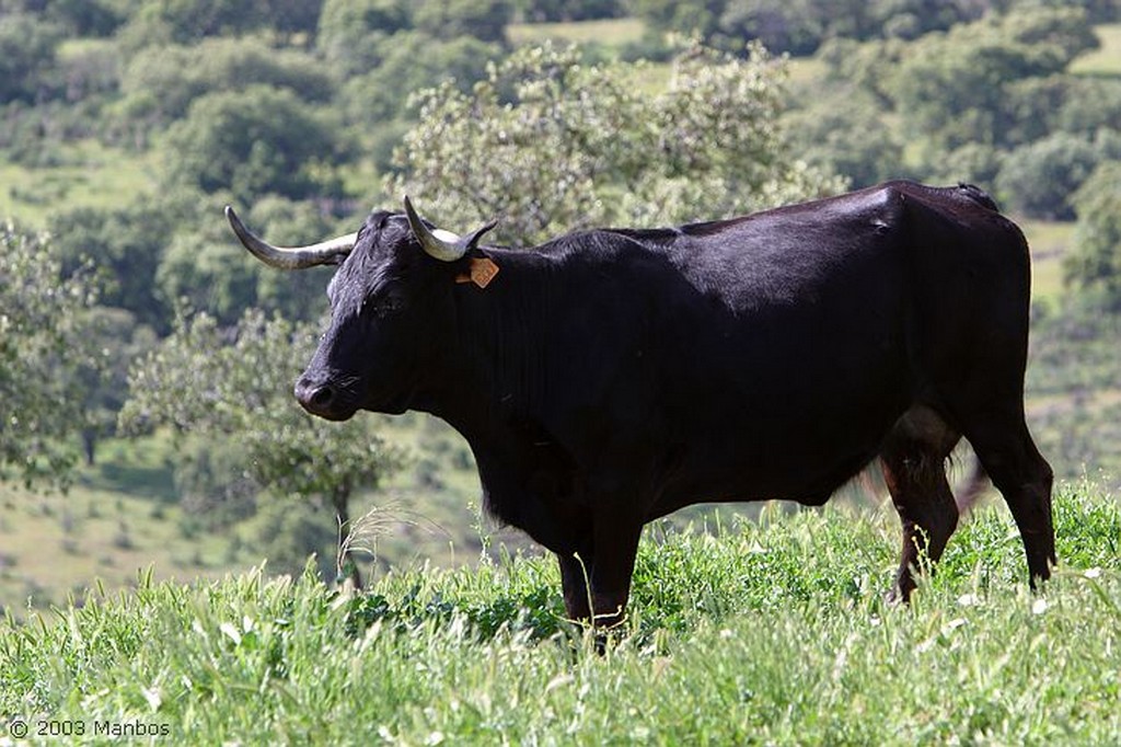 Finca El Vadillo
Jaen