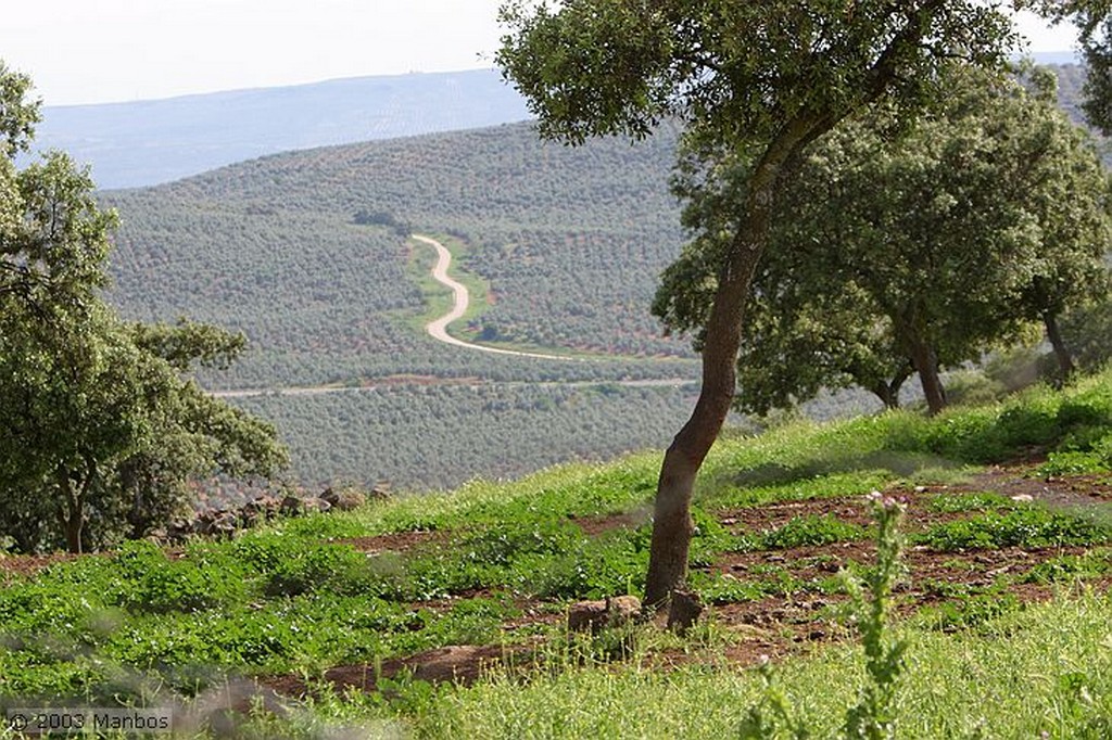 Arteoliva
Madera de olivo
Jaén