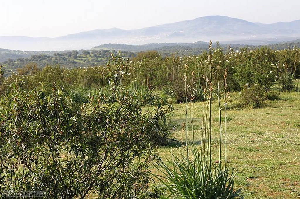 Cañadas de El Condado
Flores de jara
Jaén