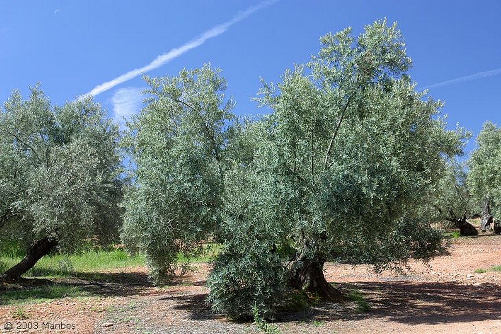 Cañadas de El Condado
Jaén