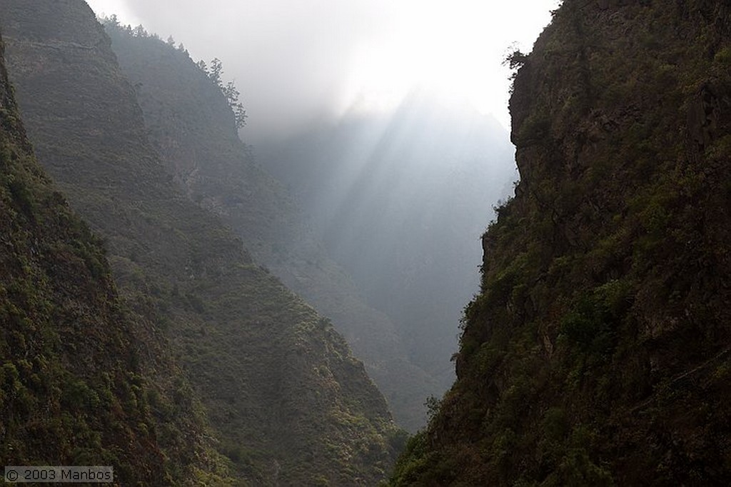 Tenerife
Margaritas endémicas de Tenerife
Canarias