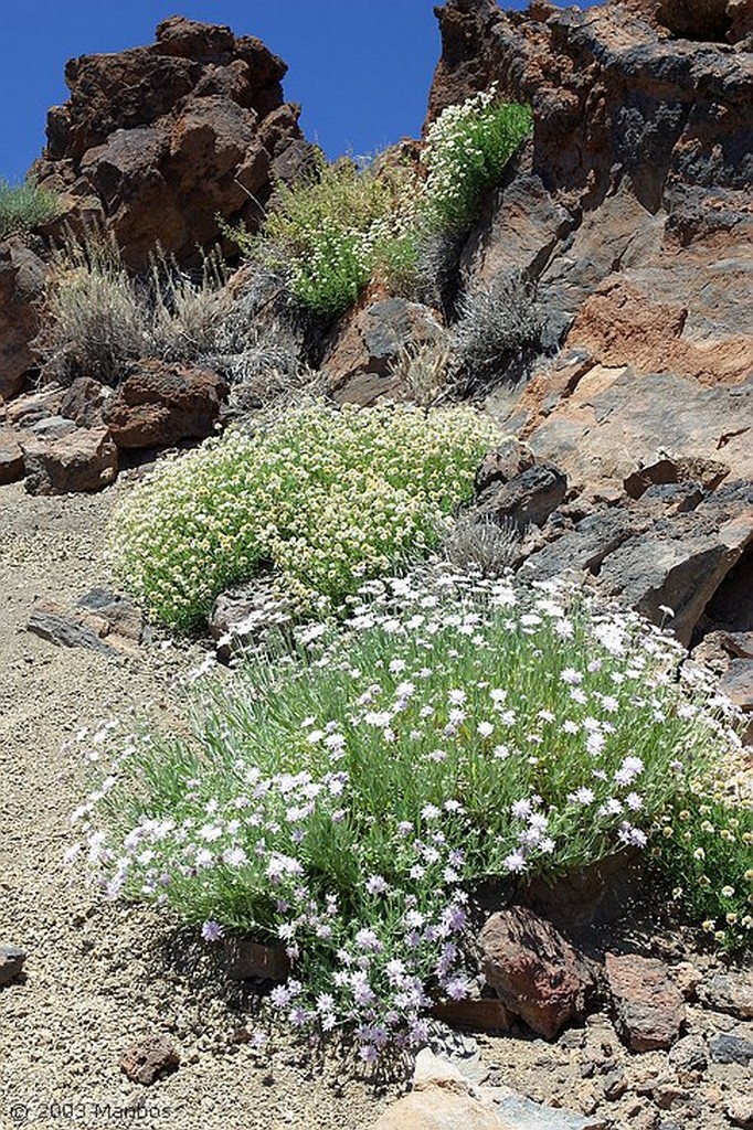 Tenerife
Canarias