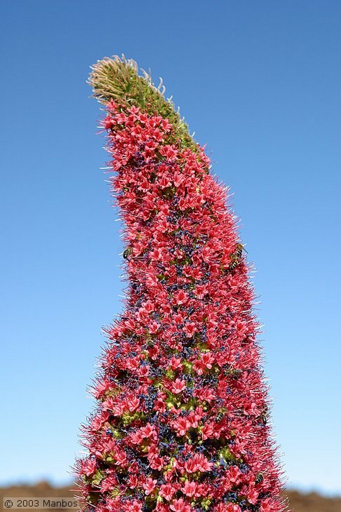 Tenerife
Tajinastes en flor
Canarias