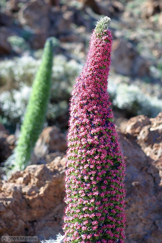 Tenerife
Tajinaste azul en flor
Canarias