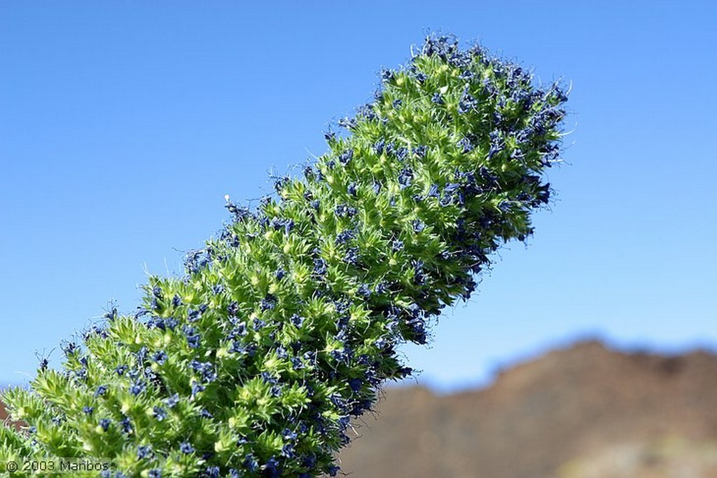 Tenerife
Tajinaste en flor
Canarias