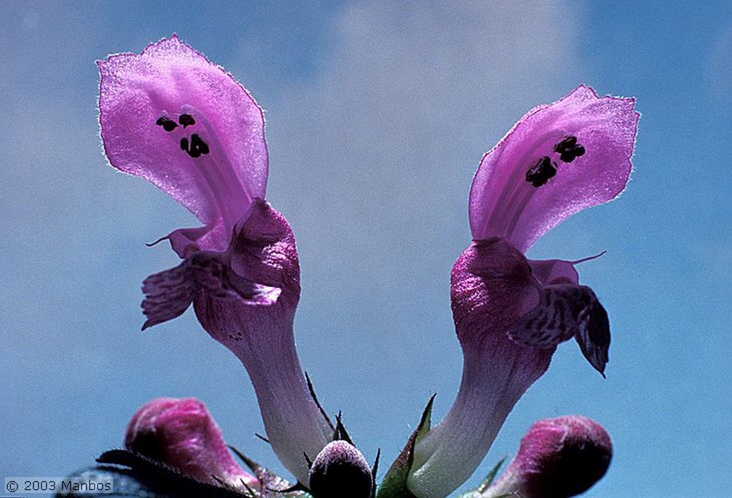 Fotos de Miguel Angel
Amapola
España