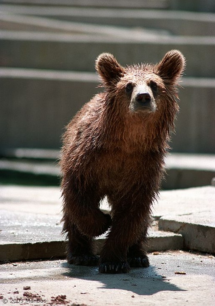 Zoo de Madrid
Oso
Madrid