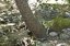Isla de Rodas
Las mariposas Panaxia Quadripunktaria posadas en un árbol
Rodas