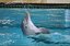 Zoomarine
Interacción con los delfines
Arade