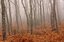 Sierra de Francia
Niebla en los árboles
Salamanca