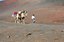 Lanzarote
Paseo en camello
Canarias