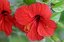 El Brosquil
Flor roja
Valencia