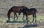 El Rocio
Caballos pastando en El Rocío
Huelva