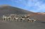 Lanzarote
Parque Nacional Timanfaya
Canarias