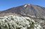 Tenerife
Retama del Teide
Canarias