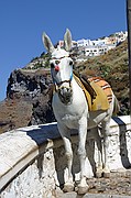 Fira, Santorini, Grecia