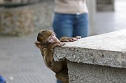 Los monos, Gibraltar, Reino Unido