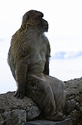 Los monos, Gibraltar, Reino Unido