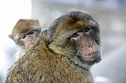 Los monos, Gibraltar, Reino Unido