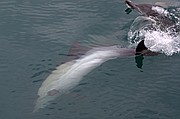 Avistamiento de delfines, Gibraltar, Reino Unido