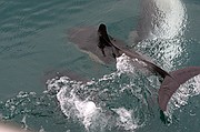 Avistamiento de delfines, Gibraltar, Reino Unido