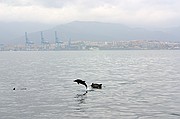 Avistamiento de delfines, Gibraltar, Reino Unido