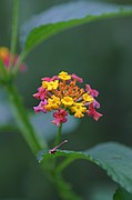 Jardin botanico de Gibraltar, Gibraltar, Reino Unido