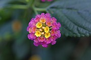 Jardin botanico de Gibraltar, Gibraltar, Reino Unido