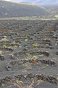 La Geria, Lanzarote, España