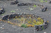 La Geria, Lanzarote, España