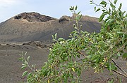 Lanzarote, Lanzarote, España