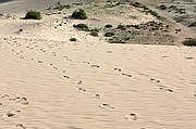 Fuerteventura, Fuerteventura, España