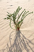 Fuerteventura, Fuerteventura, España