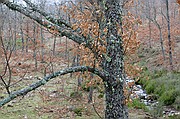 Sierra de Francia, Sierra de Francia, España