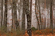 Sierra de Francia, Sierra de Francia, España