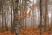 Sierra de Francia, Sierra de Francia, España