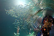 Oceanografic, Ciudad de las Artes y las Ciencias, España