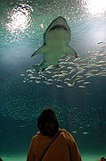 Oceanografic, Ciudad de las Artes y las Ciencias, España