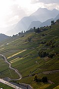 Viñedos Bisse de Clavau, Sion, Suiza