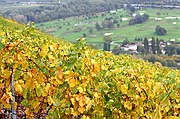 Viñedos Bisse de Clavau, Sion, Suiza