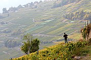 Viñedos Bisse de Clavau, Sion, Suiza