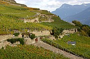 Viñedos Bisse de Clavau, Sion, Suiza