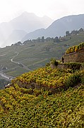 Viñedos Bisse de Clavau, Sion, Suiza