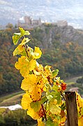 Viñedos Bisse de Clavau, Sion, Suiza