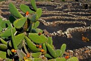 La Geria, Lanzarote, España