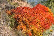 Covarrubias, Covarrubias, España